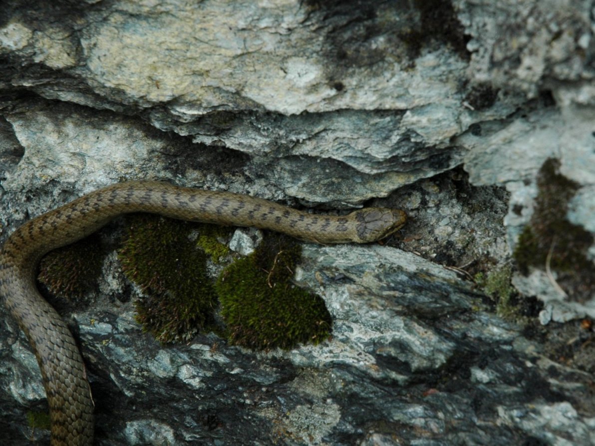 Coronella austriaca